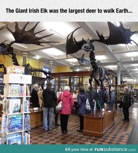 The irish elk