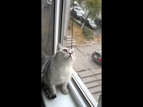 Focused kitty just wants to be focused