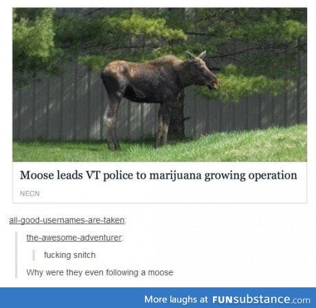 I wonder why?