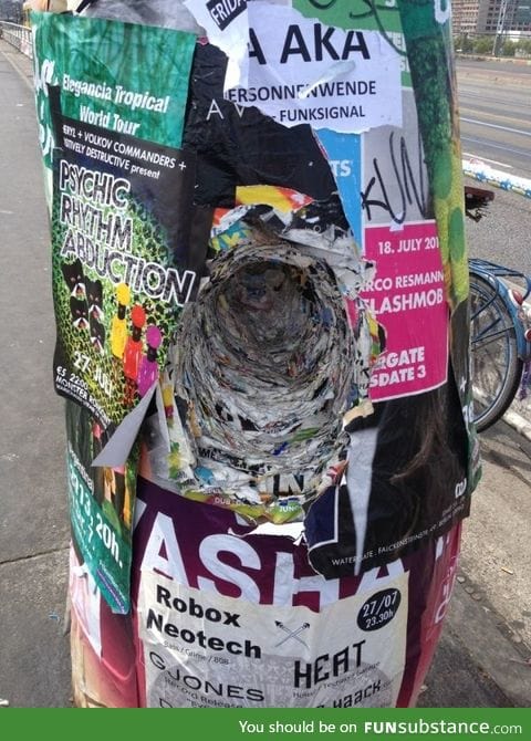 The amount of flyers on this pole