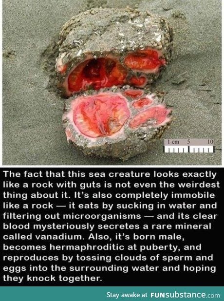This is a sea creature