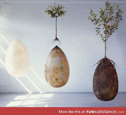 This is an egg-shaped biodegradable coffin called Capsuli Mundi
