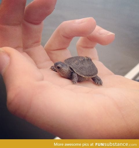 Super tiny turtle