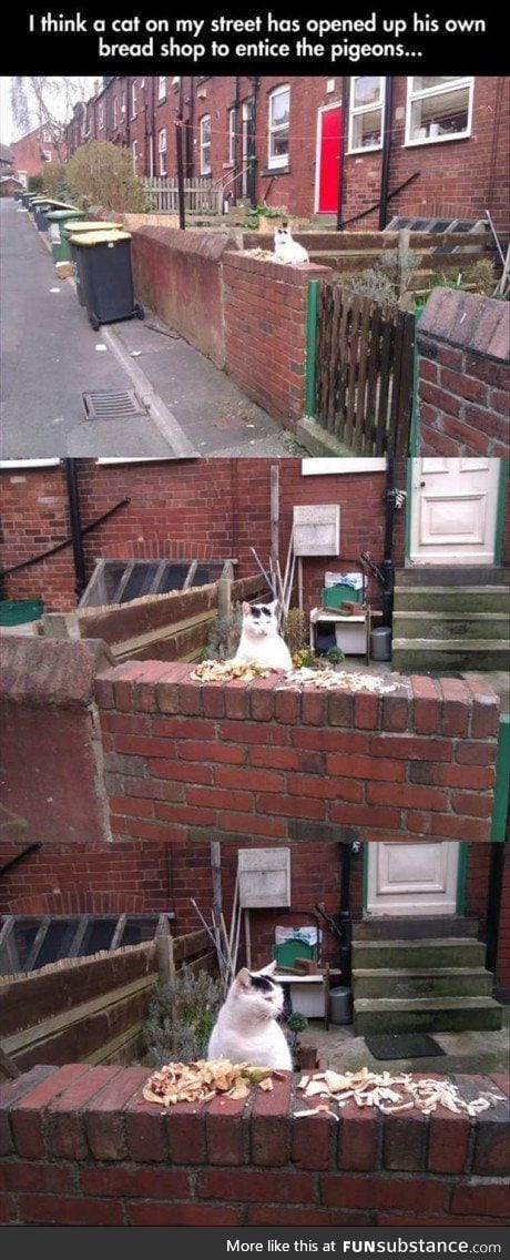 Cat now owns a shop