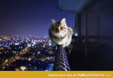 Fearless p*ssy cat