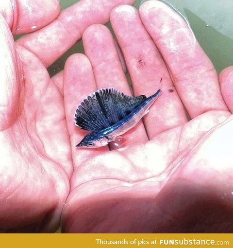 Baby blue marlin