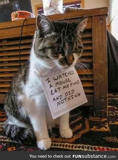Cat shaming