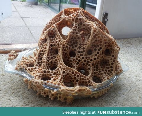 A friend left a glass bowl outside, and a wasp nest happened to be nearby