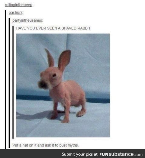 Shaved rabbit.
