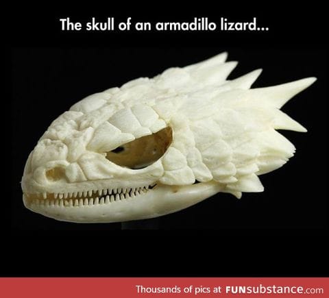 Dragons are real