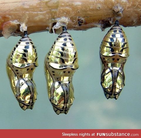 Metallic chrysalis of the mechanitis polymnia