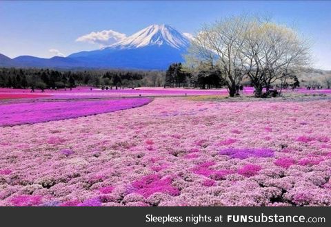 Mt. Fuji