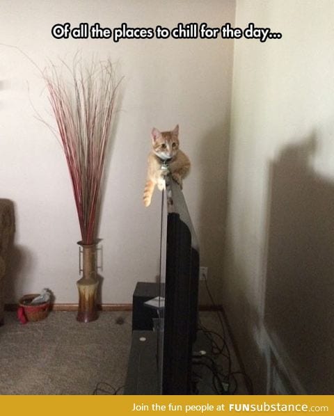 Cats choose the weirdest place to rest