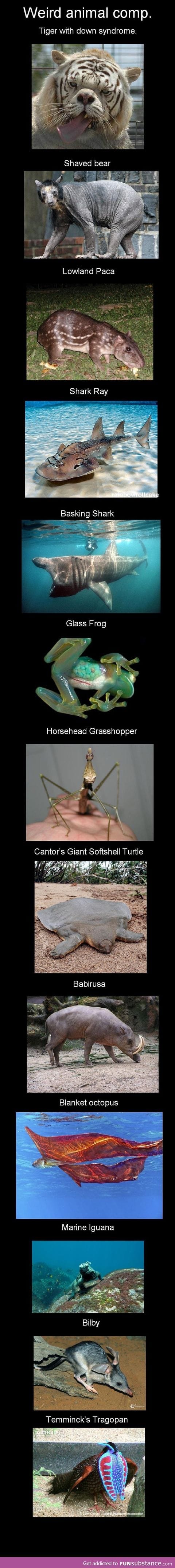 Weird animal comp