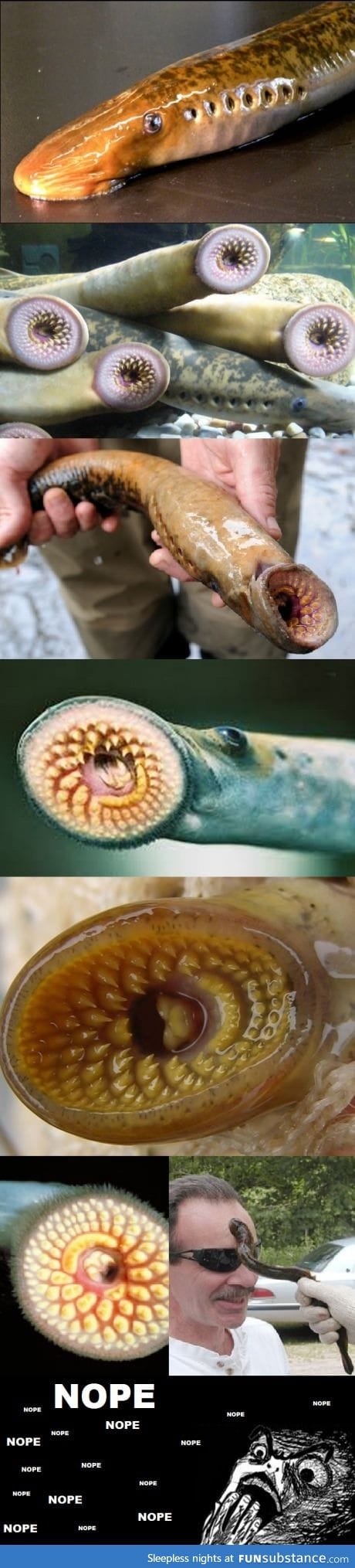 Lamprey... Big NOOOPE!