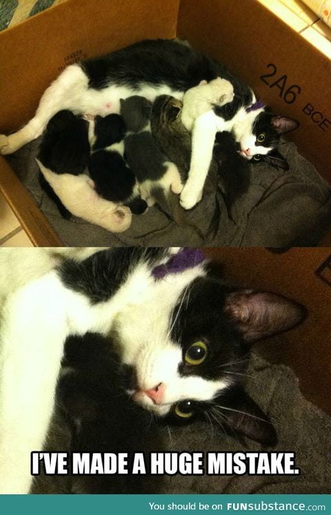 Mother cat realization