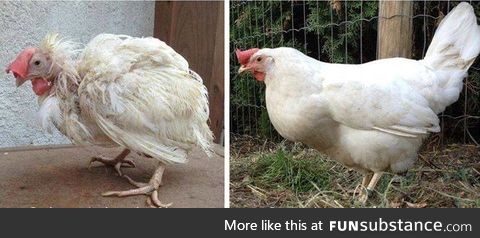 A caged chicken on the day she was let out of her cage. Here she is, 3 months later