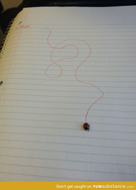 This ladybug landed on my binder so I decided to track its adventure