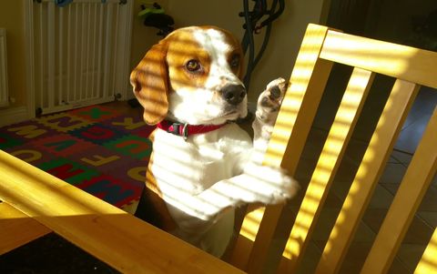 Cute beagle wants to trade his toy for breakfast