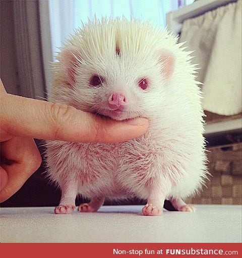 Albino Hedgehog (RARE)