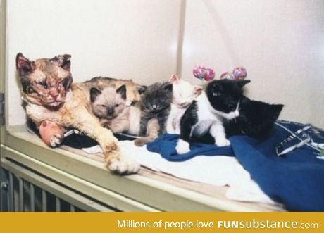 Mother cat walks through flames 5 times to save kittens
