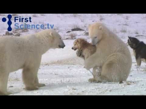 Polar bears and dogs play happily together
