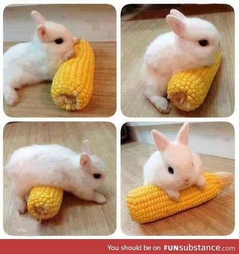 Fluffy on corn