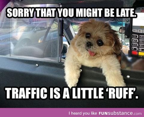 Taxi dog