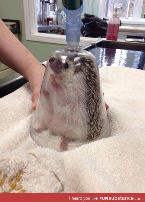 Safe to say that my hedgehog doesnt enjoy trips to the vet anymore