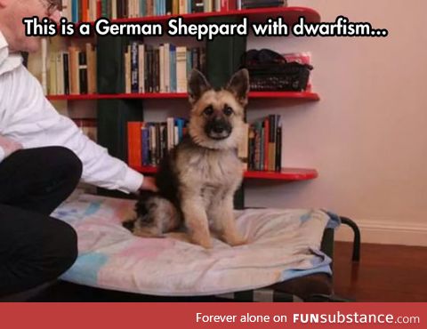 What is this, a german sheppard for ants?
