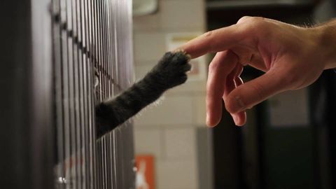 After seeing this video you will want to buy a cat
