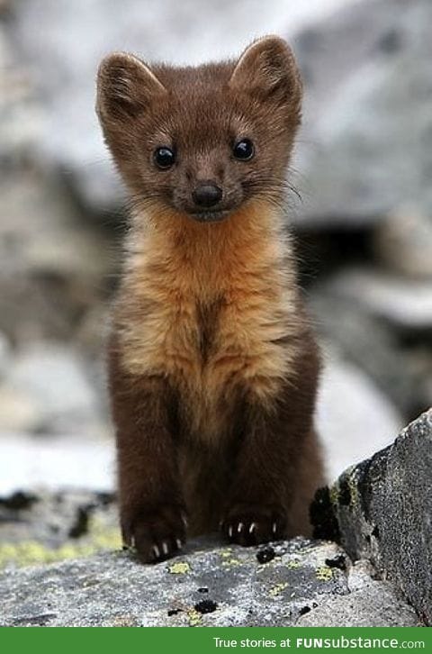Day 22 of your daily dose of cute: Pop goes the weasel!