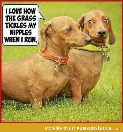Dachshunds dirty