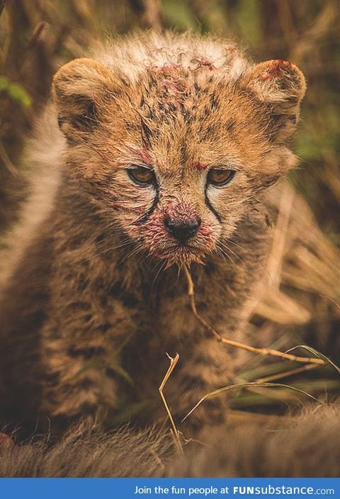 Young killer