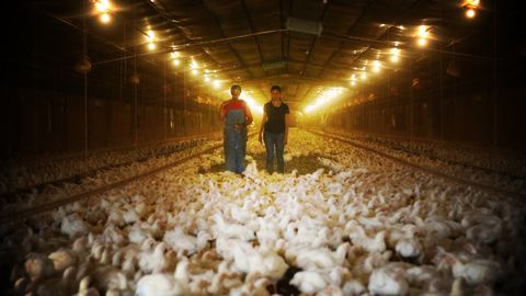 Chicken factory farmer reaches breaking point, invites film crew to farm