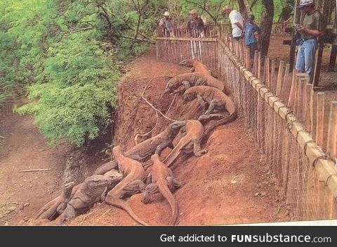 Komodo Dragons are massive... Imagine if someone fell over that fence