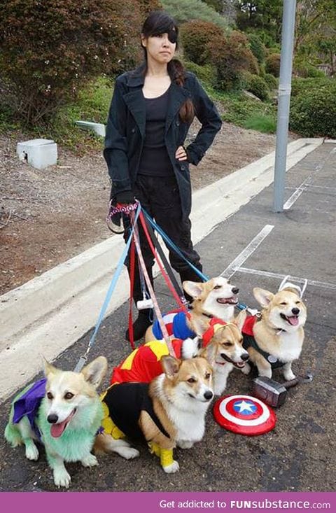 Corgi avengers assemble