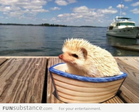 He is ready for a summer by the water