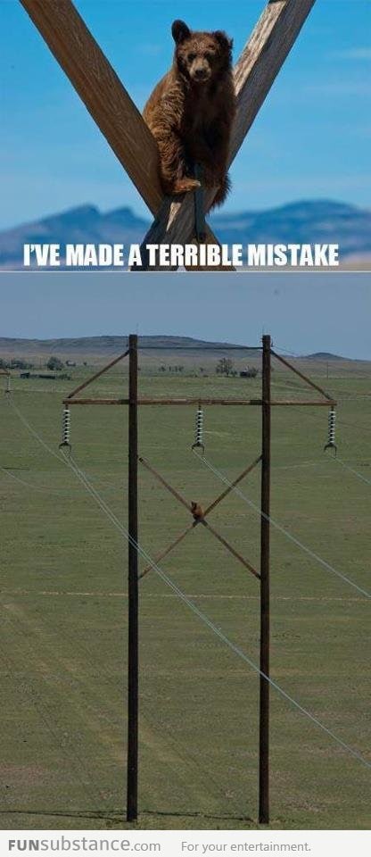 How did it even get up there?!