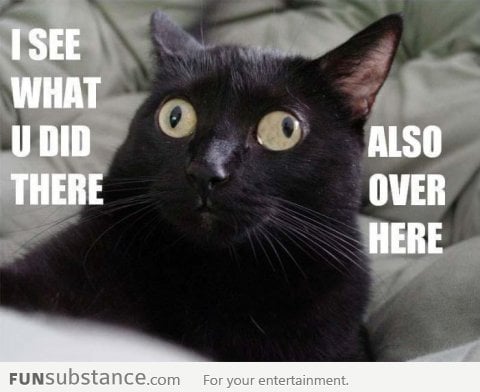 Multitasking cat