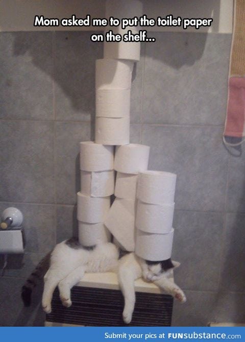 This cat has stopped caring a long time ago