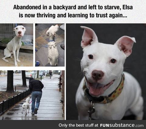 The story of a starving dog