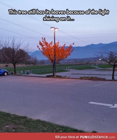 Overly attached leaves
