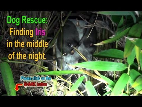 Injured dog rescue mission. What they found was a surprise
