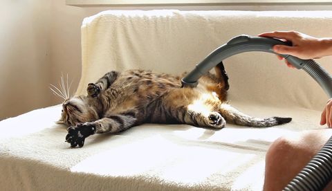 This Cat Absolutely Loves Being Vacuumed