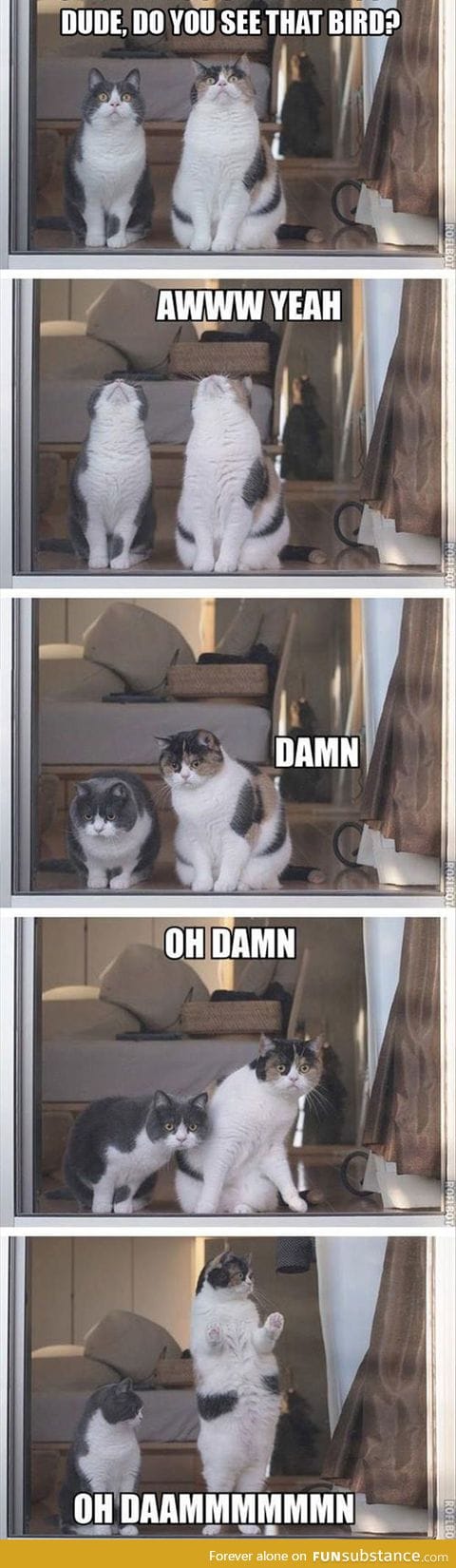 Dude, do you see that bird?