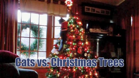 The war between cats and christmas trees starts again