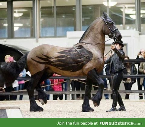 This horse's clip job