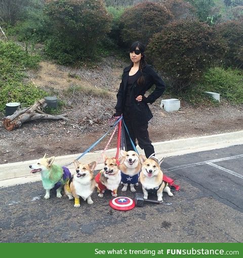 Corgi avengers?!