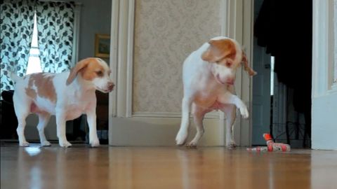 Cute dog rescues his sister from a toy snake attack